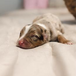 Whiskey AKC - Red merle male Australian Shepherd puppy in Polk City, Florida from Skaky Shepherds