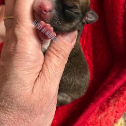 Chihuahua Puppies from Midwest Chihuahuas