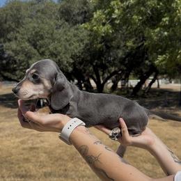 Blue and Cream Smooth Female - Blue and cream female Dachshund puppy in Killeen, Texas from Southern Dachshunds