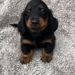 Black and tan - Black and tan female Dachshund puppy in Defuniak Springs, Florida from Anastasia Knight's Cocker Spaniels