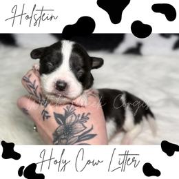 Holstein - Black and white male American Corgi puppy in Greenwood, Indiana from Witch Creek Corgis