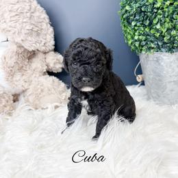 Cuba - Black female Goldendoodle puppy in from Pink Poodles and Doodles
