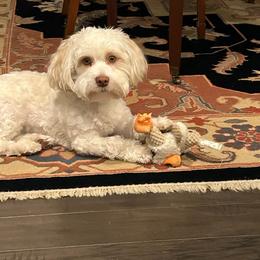 Havanese Puppies from Dean Supreme