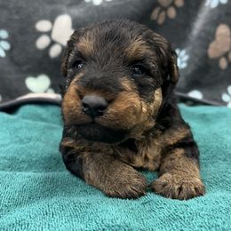 Granger - Black and tan male Welsh Terrier puppy in West Plains, Missouri from Sycamore Ridge Puppies