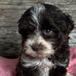 Cavalier King Charles Spaniels, Golden Retrievers, and Schnoodles from Fluffy Buttz