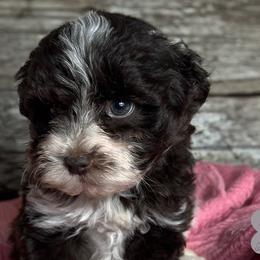 Cavalier King Charles Spaniels, Golden Retrievers, and Schnoodles from Fluffy Buttz