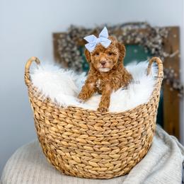 Elsie - Red  female Goldendoodle puppy in Cedar City, Utah from Cedar Doodles- Home of the Teddybear Goldendoodle
