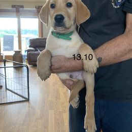 Labrador Retriever Puppies from Cary’s Buck Creek Retrievers
