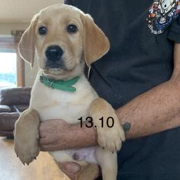 Labrador Retriever Puppies from Cary’s Buck Creek Retrievers