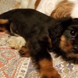 Cavalier King Charles Spaniels from Evergreen Cavaliers