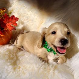 Frida, formerly, Patsy Cline - Cream female Dachshund puppy in Waynesboro, Tennessee from Owl Hollow Farm Miniature Dachshunds