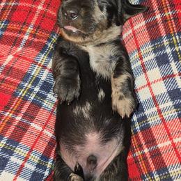 Solid dapple - Dapple male Dachshund puppy in West Plains, Missouri from Spring Creek Dachshunds