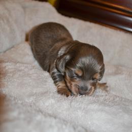 Gabby - Gray (blue) and tan female Dachshund puppy in Eufaula, Alabama from B’s Dachshunds