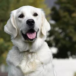Goldendoodles and Golden Retrievers from Farmhouse Goldens