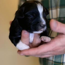 Tarragon - Black tri male Miniature American Shepherd puppy in Riverton, Utah from Iron Spirit Homestead & Aussies
