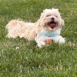 Theo - Shichon