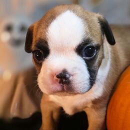 Hemingway - Seal brindle and white male Boston Terrier puppy in Kingsport, Tennessee from Irish Heart Bostons