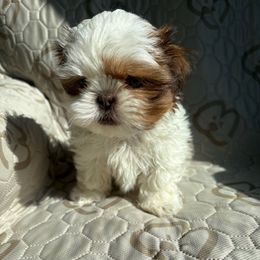Clay  AKC - Chocolate and tan male Shih Tzu puppy in Las Vegas, Nevada from Vegas Shih Tzus