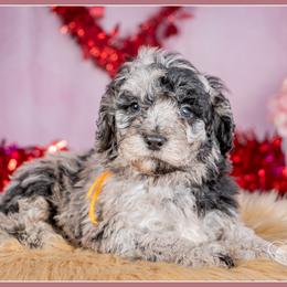 Samson - Chocolate merle male Bernedoodle puppy in Connersville, Indiana from Deaz Doodle Ranch