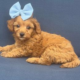 Hazel - Apricot female Maltipoo puppy in Lancaster, Kentucky from Dream Paws Puppies, LLC
