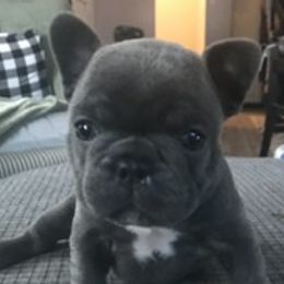 French Bulldog Puppies from Antelope Springs Frenchies