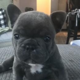 French Bulldog Puppies from Antelope Springs Frenchies