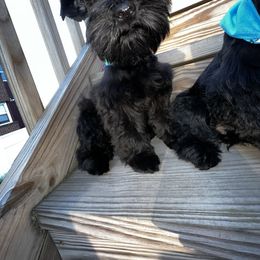 Miniature Schnauzer Puppies from Incredible_Schnauzers