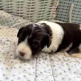 Choc and white - Chocolate male Havanese puppy in East Lansing, Michigan from VanCort's Happy Havanese