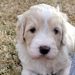Goldendoodles and Golden Retrievers from A Golden Summer