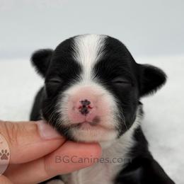 Jack - Black and white male Chihuahua puppy in Forsyth, Georgia from Brooks Grove Canines LLC