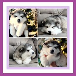 Alaskan Malamute Puppies from Windchaser Kennels