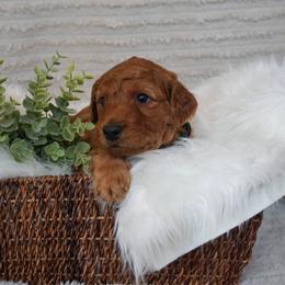 Milo-Green boy - Apricot male Goldendoodle puppy in Hagerstown, Maryland from Maryland Doodles
