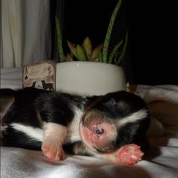 Black Tri female - Black tri female Miniature Australian Shepherd puppy in Elkhart, Texas from Donaldson Dogz