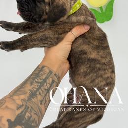 Lazlo - Brindle male Great Dane puppy in Michigan from Ohana Great Danes of Michigan