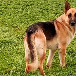 Doc - German Shepherd