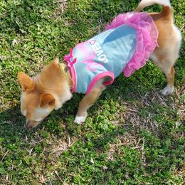 Goldie - Chihuahua