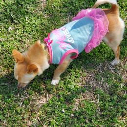 Goldie - Chihuahua