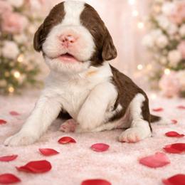 Orange boy - Liver white and tan male English Springer Spaniel puppy in Lufkin, Texas from Shifletknights Springer Spaniels
