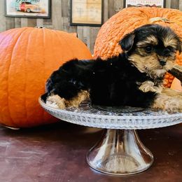 Boy 1 - Black and tan Yorkipoo puppy in Texas from H&S pets