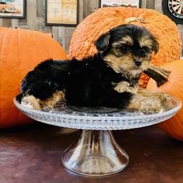 Boy 1 - Black and tan Yorkipoo puppy in Texas from H&S pets