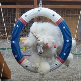 Poodles from Capital Standard Poodles