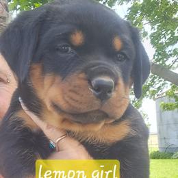 Girl 1 - Black and mahogany female Rottweiler puppy in De Witt, Iowa from Irish Eyes Kennels