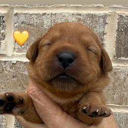 Yellow collar - Yellow female Labrador Retriever puppy in Clinton, Tennessee from Summer Rose