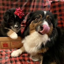 Australian Shepherd and Collie Puppies from Nicara kennel