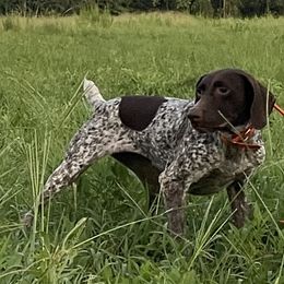Kimber - German Shorthaired Pointer