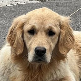 Ellie - Golden Retriever