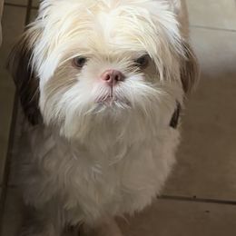 Shih Tzu Puppies from Prescious Shih Tzu’s