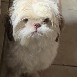 Shih Tzu Puppies from Prescious Shih Tzu’s