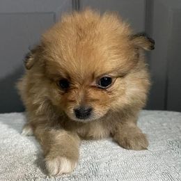 Pomeranians from O.C Pomeranian