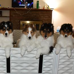 Collie puppies from Eye Spy